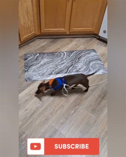 How to keep your dog busy all day.