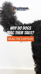 Dogs wag their tails primarily as a form of communication. Tail wagging can convey a variety of emotions and intentions, depending on the context, speed, and position of the wag. Here are some key reasons why dogs wag their tails: 1. Happiness and Excitement: When a dog is happy or excited, it often wags its tail vigorously. This is commonly seen when greeting their owners or during playtime. 2. Friendliness and Sociability: A wagging tail can indicate that a dog is friendly and wants to interac