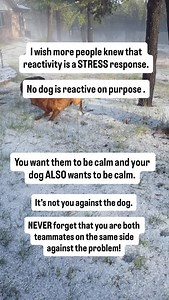 With so many vastly different training approaches out there these days, never forget this: Your dog is not working against you. Your dog also wants to not be stressed and have a good time with you. You are both on the same side, always. You are teammates and partners. It is never you against the dog. It is always the two of you against the problem. And if you guys work together as a team, you will make so much progress 🐾 | SpiritDog Training