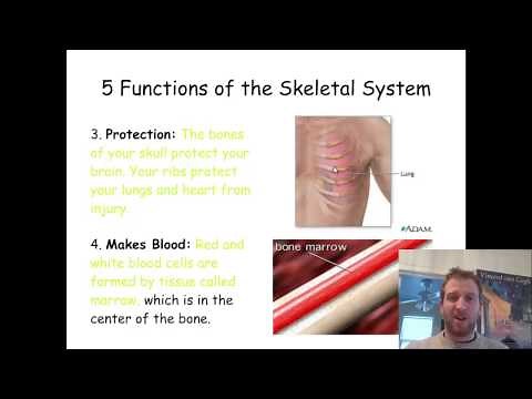 23.1a Five Functions of the Skeletal System