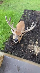 SnapTik Install App thumbnail Deep muddy deer.#animals #pets #amazing #rescue #deer #tik_tok #fouryou #fyp #usa_tiktok #usa🇺🇸 #london #healingtiktok | Love Animals