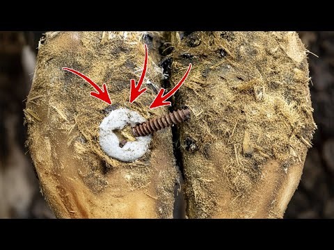 Cow Hoof Care Save a Cow's Hoof by Removing a Deadly Spike Screw Trap with Safety