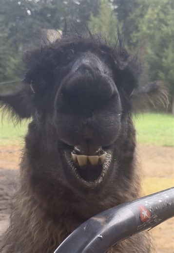 Coping with Stress: A Funny Llama Perspective