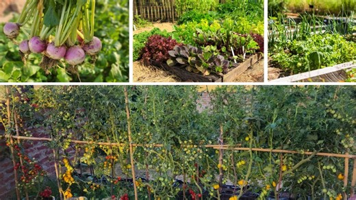 What Are the Best Practices for Rotating Crops in My Vegetable Garden