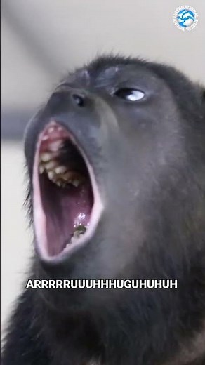 Howler Monkeys are the LOUDEST LAND MAMMAL