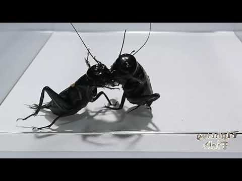 Chinese Cricket Fighting | Bug Fighting Game💪🔥