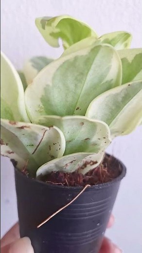 Peperomia Obtusifolia