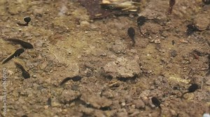 Tadpoles of Common Toad swimming in the lake at springtime, 4k