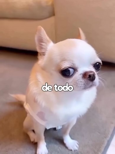 The Ultimate Guide to Chihuahua Breed Care