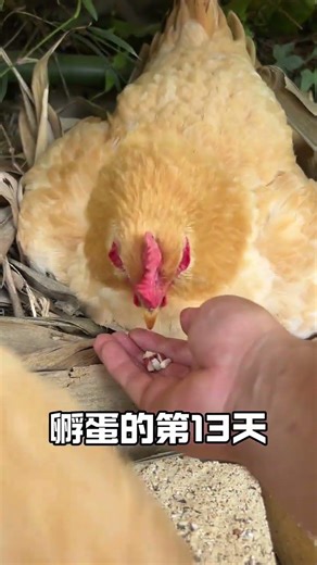 On the 13th day of incubation, there was a clicking sound in the egg. The countdown to the hatch