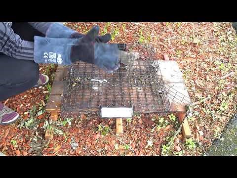 How to remove a squirrel from the Squirrelinator trap