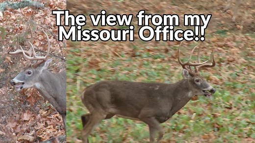 Awesome Missouri Buck Rut Video!