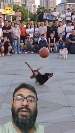 dog is playing football show #dog #fun #cute #