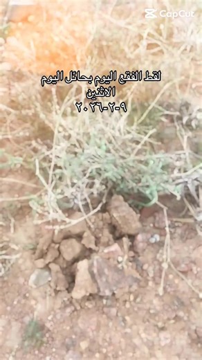 فقع زبيدي في جبال اجاء بحائل