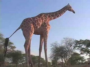Kenyan Giraffe Finds Comfort With Humans