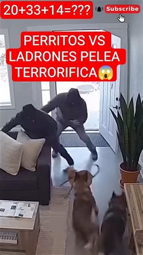 PERRITOS VS ESTOS LADRONES PELEA TERRORIFICA..😱🐶 #viral #perro #perros #animals #shorts #terror #fyp
