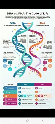 DNA &RNA