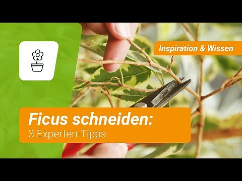 Ficus schneiden: 3 Experten-Tipps