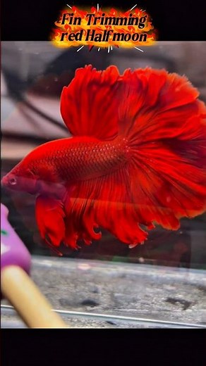 Red Halfmoon Betta Fin Trimming ✂️ | Clean Shape Transformation #BettaFish #HalfmoonBetta #BettaCare