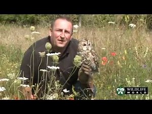 Wildlife World - The Basics of British Owls with Owl Conservationist Ian McGuire