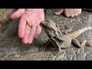 Creature Feature: Learn From Home All About Frilled Lizards!!