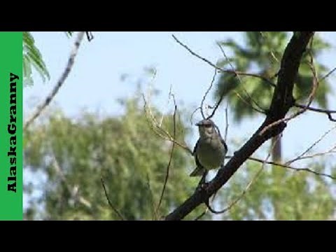 Mockingbird Singing in Arizona