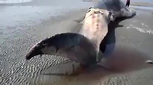 7.3K views · 400 reactions | Really Very Big Fish! | Omg Video | Facebook