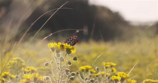 VỀ BUMBLEBEE | Bumblebee