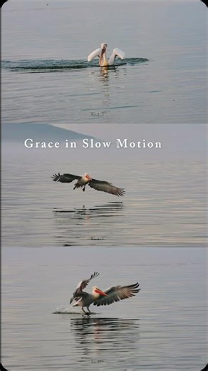 Graceful Pelican Landing | Slow Motion Wildlife Moment.