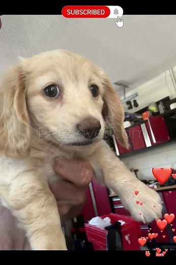 🐶 Miniature Dachshund Puppies Available for Adoption!
