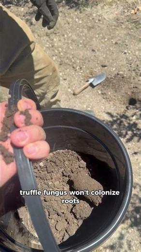 The Fastest Way To Kill Truffle Potential