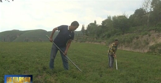 合道镇：因时施策保秋粮丰收 特色种植拓宽致富路_腾讯新闻