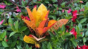 Croton, Tropical, Plant