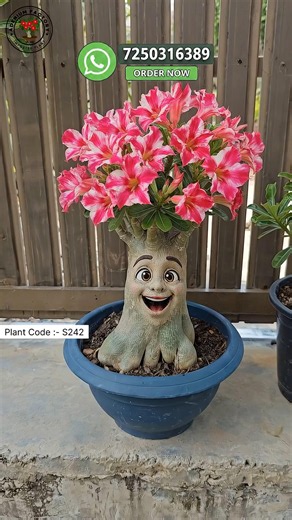 Rare Thailand Imported Adenium Plant Online Shopping 🪴 #adenium #plants #flowers #garden