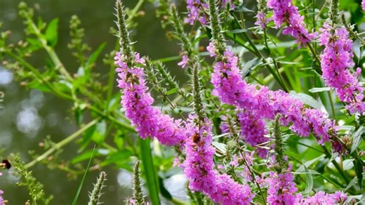 Loose Updo Videos: Download 6+ Free 4K & HD Stock Footage Clips - Pixabay