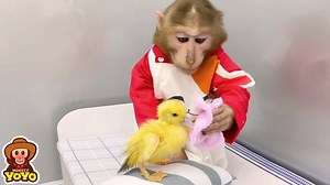 1.4M views · 52K reactions | YoYo Jr takes care of ducklings | Monkey YoYo Jr | Facebook