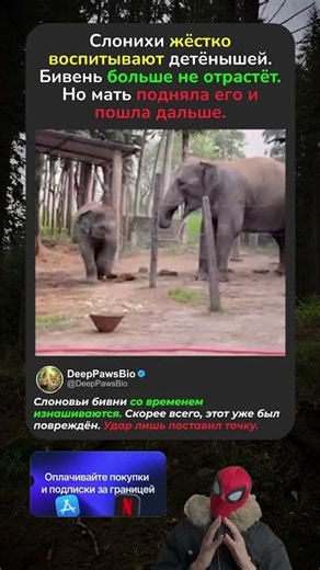 СЛОНИХА СЛОМАЛА СОБСТВЕННЫЙ БИВЕНЬ, НАКАЗЫВАЯ ДЕТЁНЫША