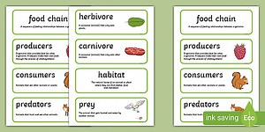 Food Chain Word Cards