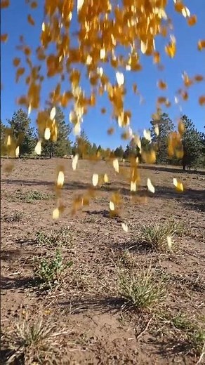 The sound of autumn leaves falling #satisfying #nature #peaceful