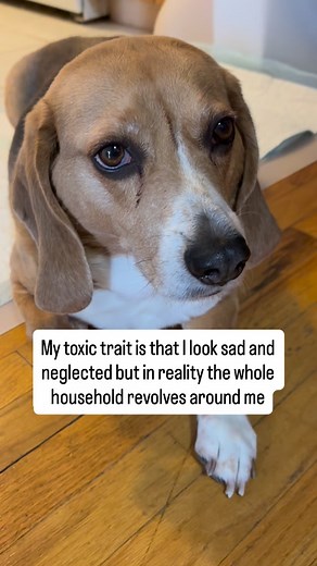 when dad didn’t share his food with me even though i just ate breakfast 🥹 #beaglesofinstagram #sadbeagle #funnyreels #beagle #dramatic | Grizz the Beagle