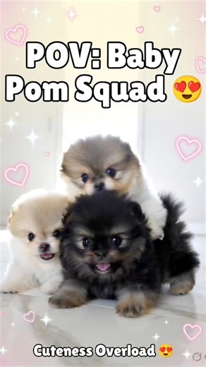 When Pomeranian Puppies Take Over the Floor 😂 Fluffiest Chaos #Pomeranian #ToypomPuppies #CuteP