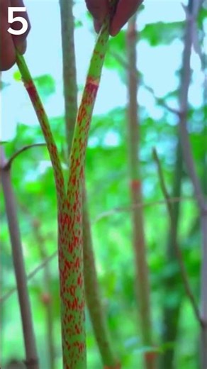 Amazing ASMR Taro Tree Stem Cutting Sounds 🌿🔪 #shorts