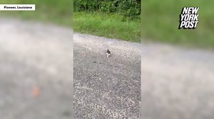 Kind-hearted man saves kitten on road — then gets ambushed by rest of the litter