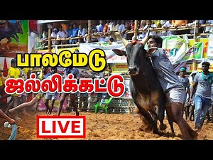 Palamedu Jallikattu 2026 Live | Pongal Bulls Taming from Tamil Nadu | பாலமேடு ஜல்லிக்கட்டு