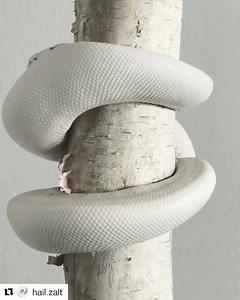 3.9M views · 67K shares | Cutest little tree  hugger 珞 ever! Credit: @hail.zalt | BHB Reptiles | Facebook