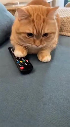 bkr_usa on Instagram: "I Tried to Take the Remote… My Cat Started Crying 😳 #cat #funnyanimals #prettycat #animals Cat Body Language E-books: https://www.checkout-ds24.com/redir/571905/bkr_sdq/ Do you ever wonder what your cat is trying to tell you? Through their eyes, ears, tail, and every little move they make, your cat is speaking to you. Our Cat Body Language book helps you understand exactly what your cat means when they flick their tail, purr, or head-butt you. Whether they’re showing love