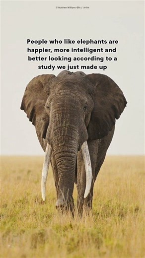 Sounds like a completely reasonable study to us! 😉 Did you know an elephant's tusks are just enlarged incisor teeth? And they never stop growing. No one in the world needs an elephant tusk... except an elephant! 🦷 #elephant #wildlife #animalfacts #conservation | WWF-Australia