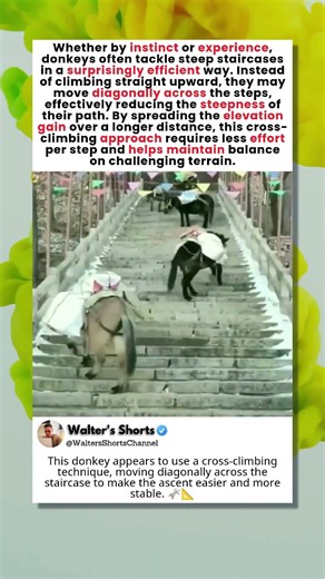 These Donkeys Secretly Understand Physics 🫏📐🤯
