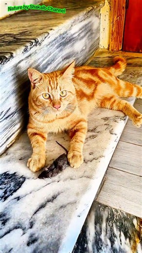 Cat vs Rat: Epic Hunting Instincts 😼🐀. #shorts #catvideos #natureunfiltered