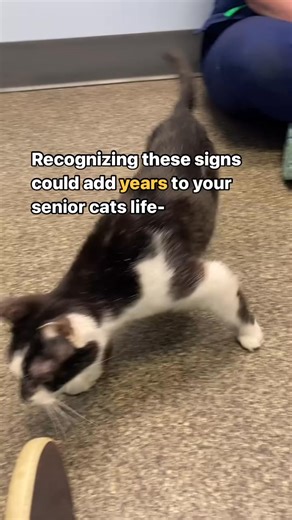 Cognitive Dysfunction Syndrome affects about 🙀 30% of cats over the age of 11 years & 😿 over 50% of cats who are 15 . If you can catch the signs early, therapies can be started to slow progression! Here’s a breakdown of what to look for and be on the lookout for part 2 which will include ways to combat this disease! 🐾 Spatial disorientation (confusion about where they are) eg, becoming trapped in corners, forgetting the location of the litter tray 🐾 Temporal disorientation (confusion about w
